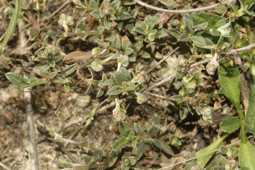 Hélianthème blanc Helianthemum canum (L.) Baumg., 1816