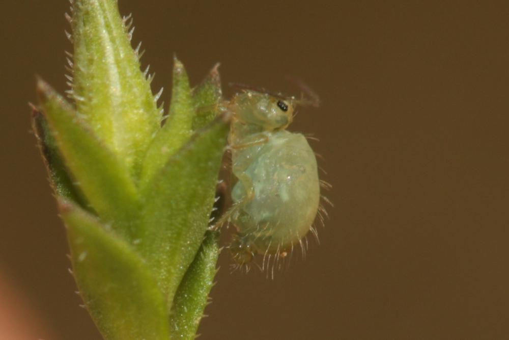  Sminthurus viridis (Linnaeus, 1758)