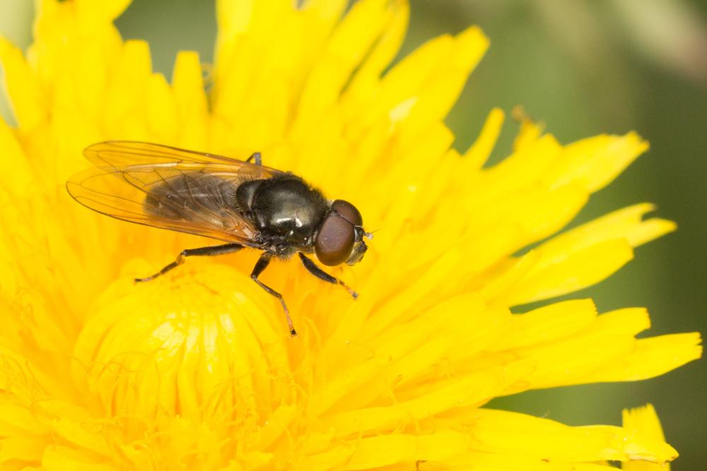  Cheilosia Meigen, 1822