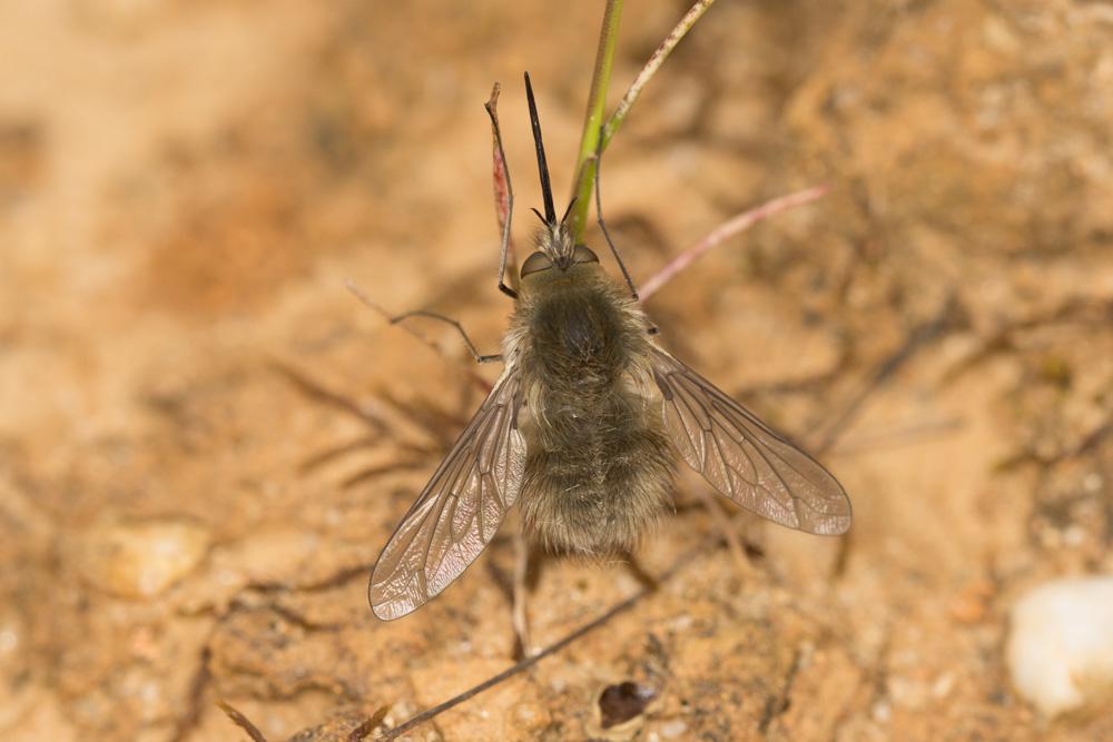 Bombylius Linnaeus, 1758