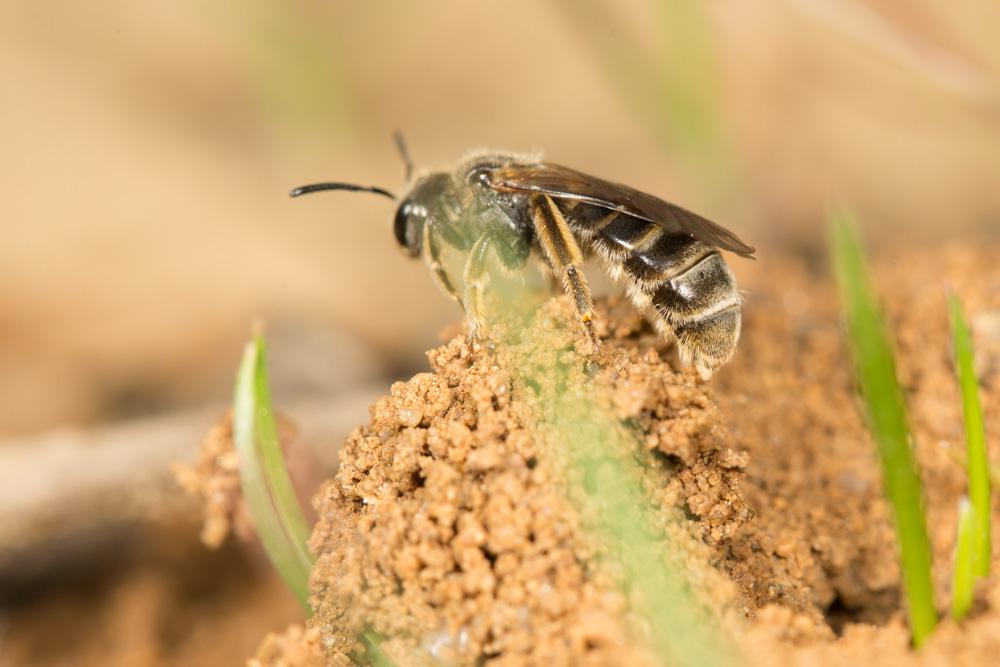  Lasioglossum marginatum (Brullé, 1832)