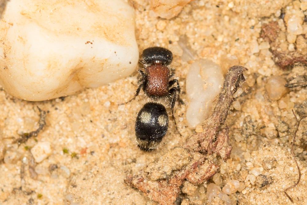 Mutillidae Latreille, 1802