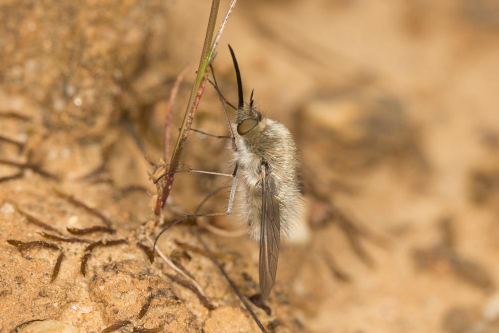 Bombylius Linnaeus, 1758