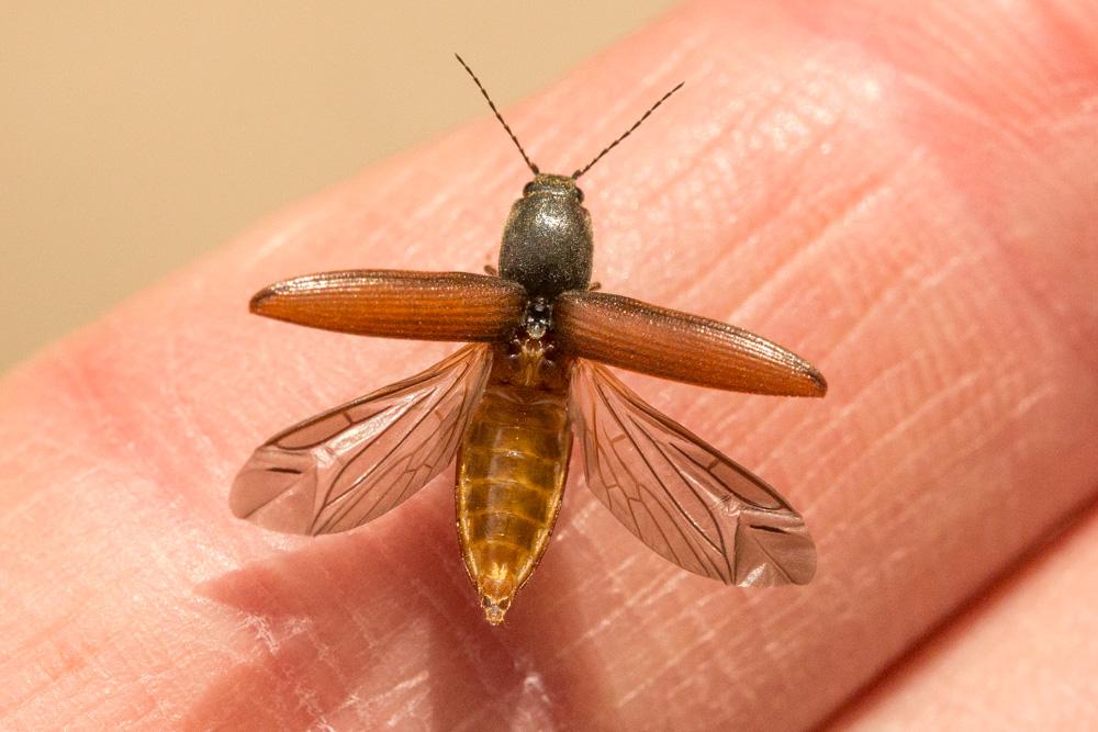 Taupins Elateridae Leach, 1815