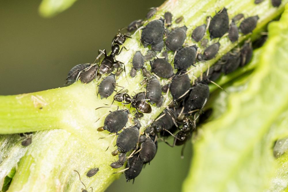  Aphis rumicis Linnaeus, 1758