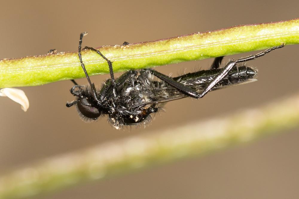 Bibion de S. Marc rouge Bibio hortulanus (Linnaeus, 1758)
