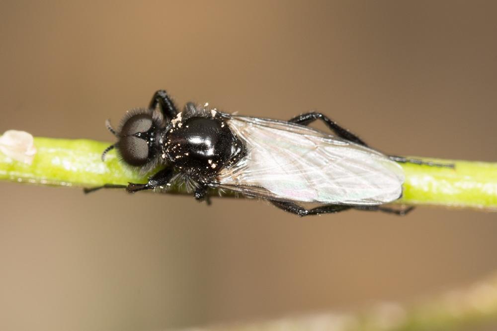 Bibion de S. Marc rouge Bibio hortulanus (Linnaeus, 1758)