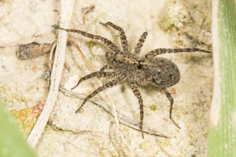 Pardosa Koch, 1847