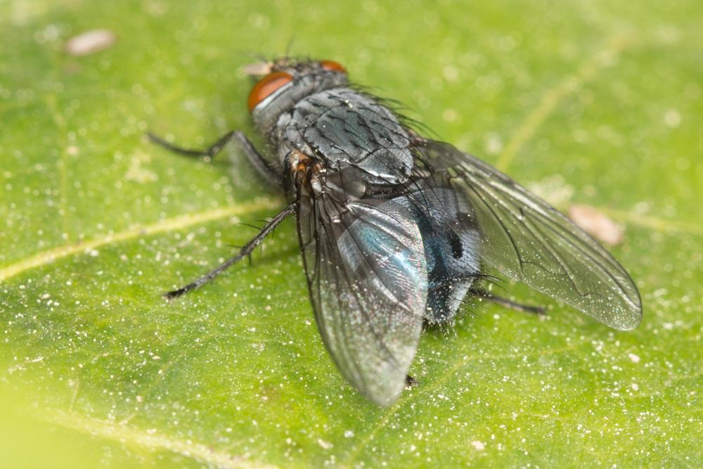 Calliphora vicina Robineau-Desvoidy, 1830