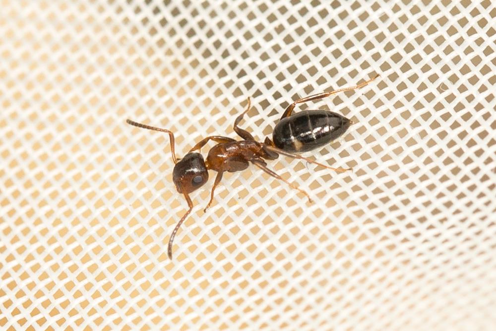  Lasius brunneus (Latreille, 1798)