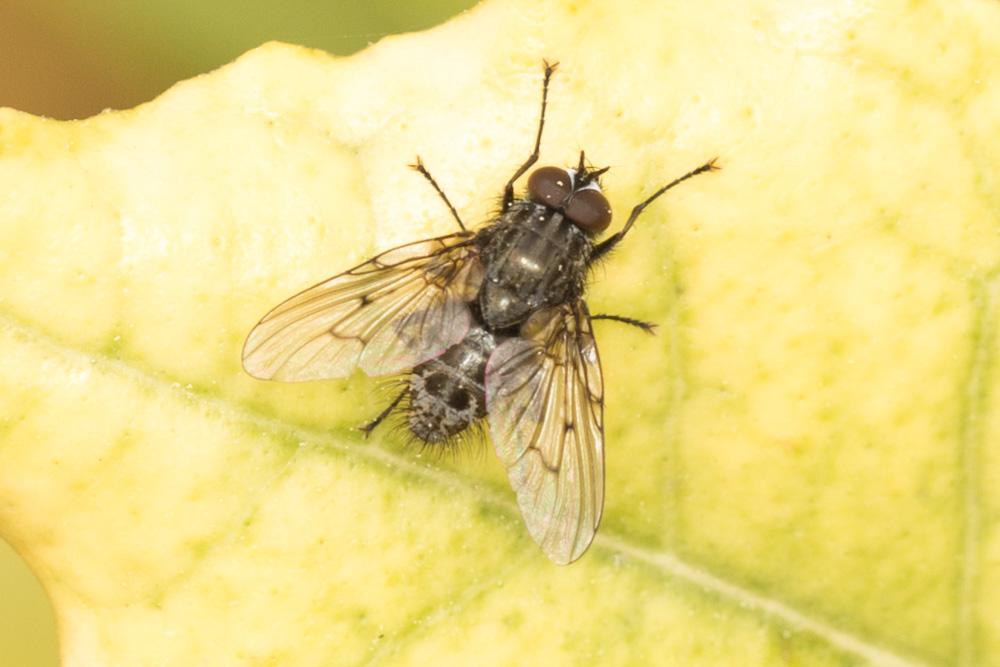  Helina evecta (Harris, 1780)