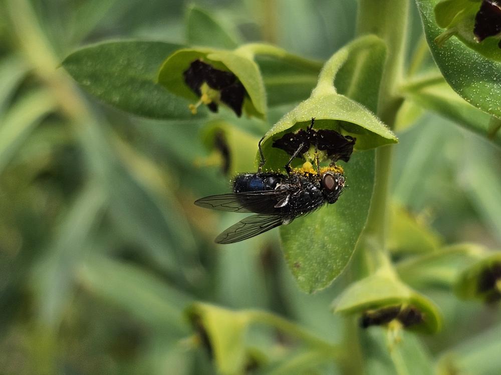 Mouche bleue Calliphora vomitoria (Linnaeus, 1758)