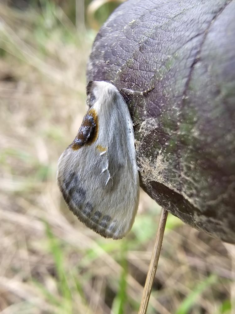 Petite Epine (La) Cilix glaucata (Scopoli, 1763)