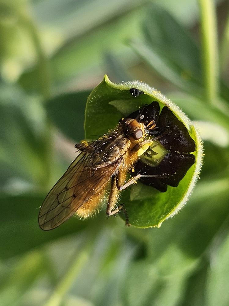 Scathophage du fumier, Mouche à merde Scathophaga stercoraria (Linnaeus, 1758)