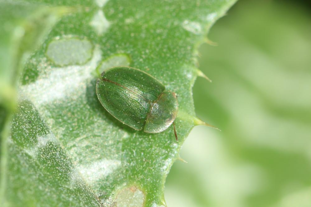  Cassida deflorata Suffrian, 1844