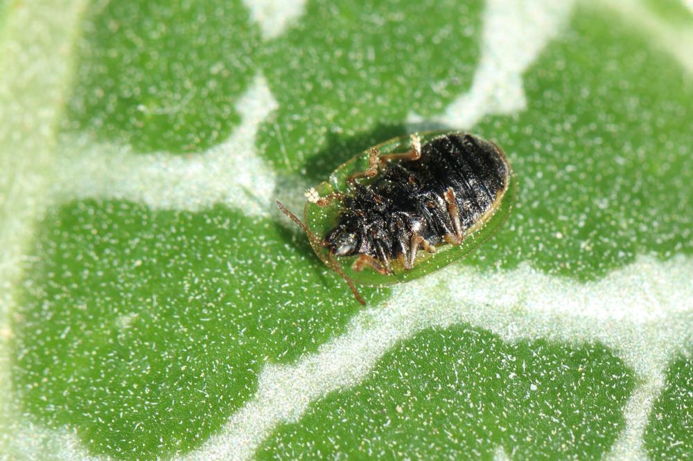  Cassida deflorata Suffrian, 1844