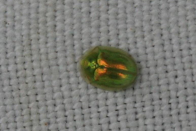 Cassida vittata Villers, 1789