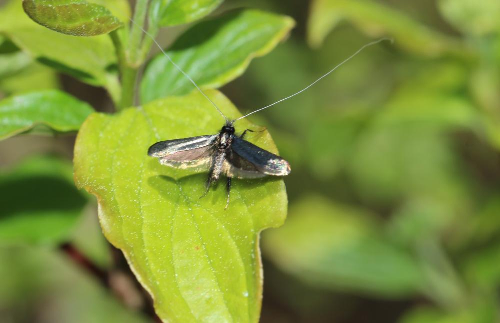 Adela reaumurella (Linnaeus, 1758)