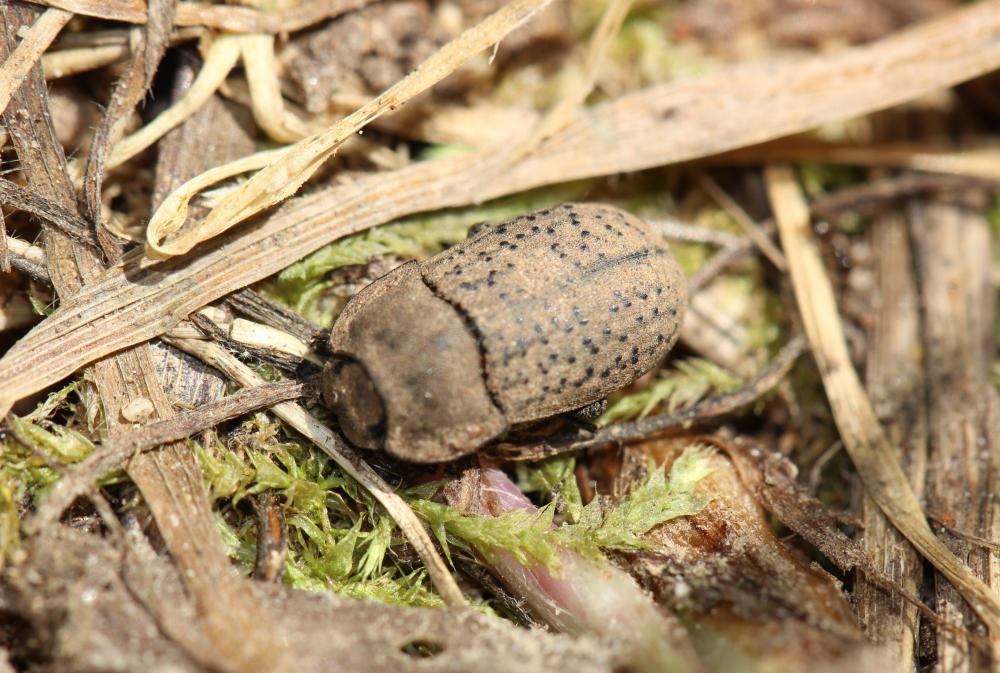 Opâtre des sables Opatrum sabulosum (Linnaeus, 1758)