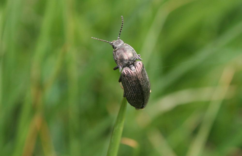Selatosomus latus (Fabricius, 1801)