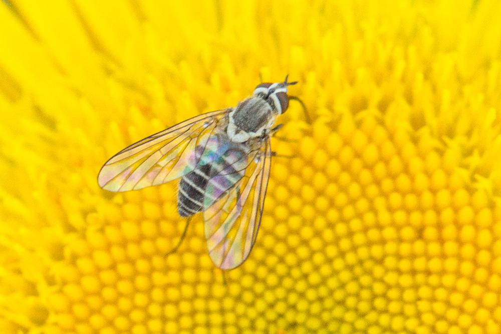  Phthiria vagans Loew, 1846