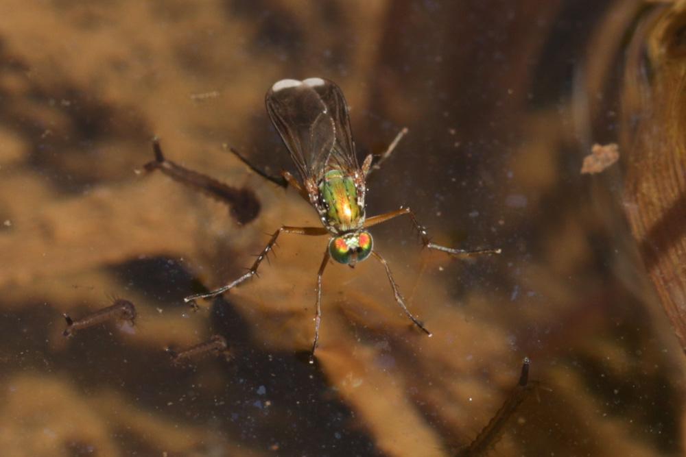 Poecilobothrus nobilitatus (Linnaeus, 1767)