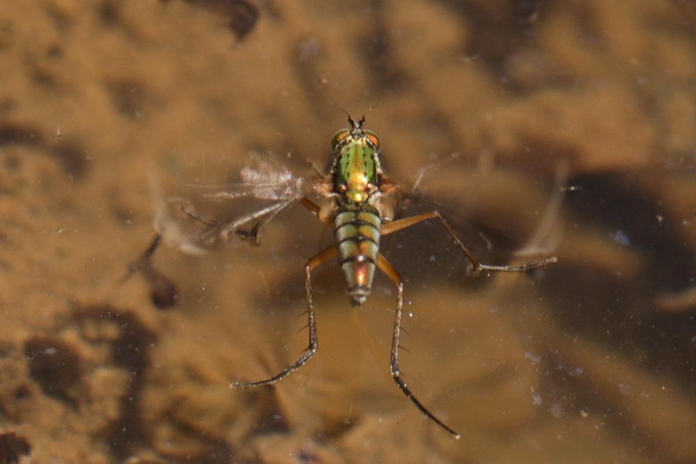  Poecilobothrus nobilitatus (Linnaeus, 1767)