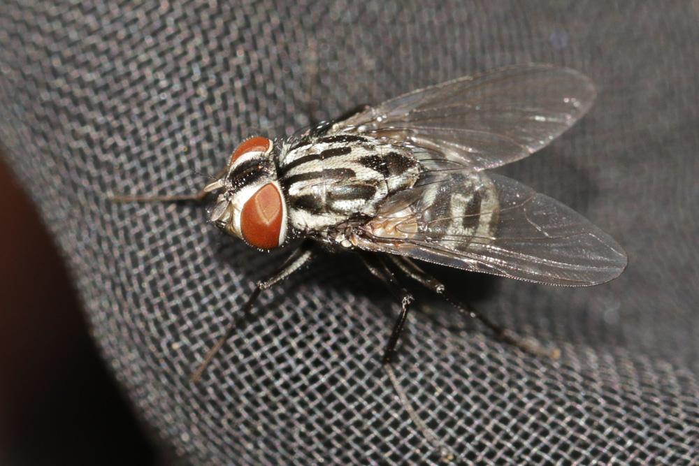 Graphomya maculata (Scopoli, 1763)