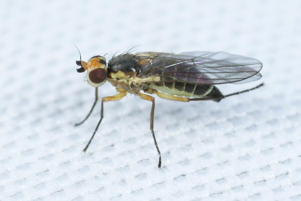Cerodontha denticornis (Panzer, 1806)
