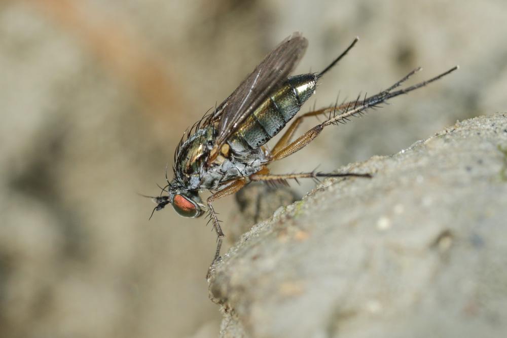 Dolichopus ungulatus (Linnaeus, 1758)