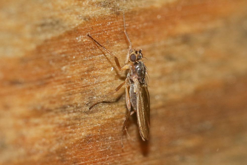 Lonchoptera lutea Panzer, 1809