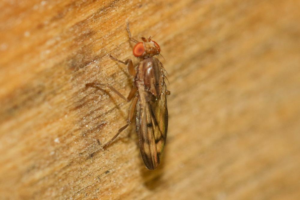 Opomyza petrei Mesnil, 1934