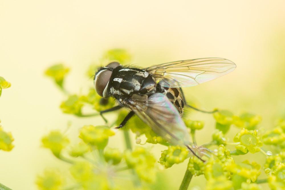 Graphomya maculata (Scopoli, 1763)
