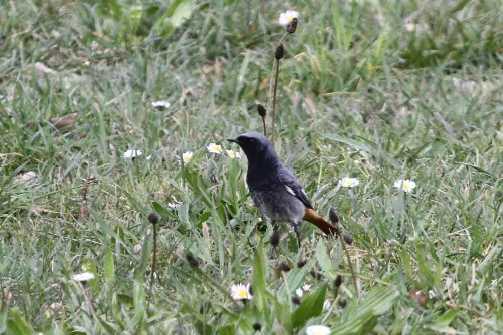 Rougequeue noir Phoenicurus ochruros (S. G. Gmelin, 1774)
