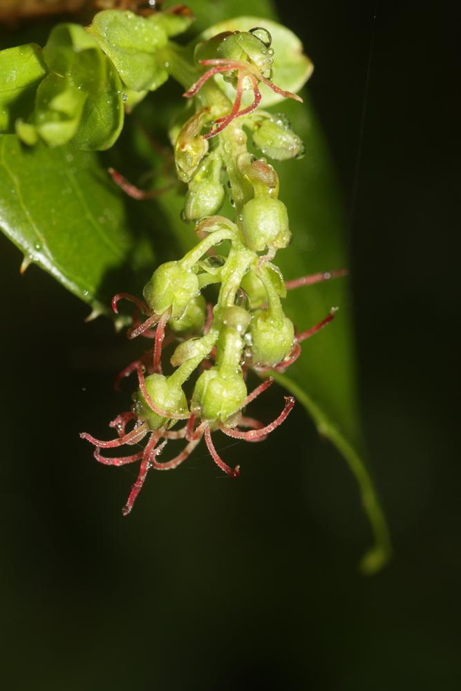 Corroyère à feuilles de myrte, Redoul, Herbe-aux-t Coriaria myrtifolia L., 1753