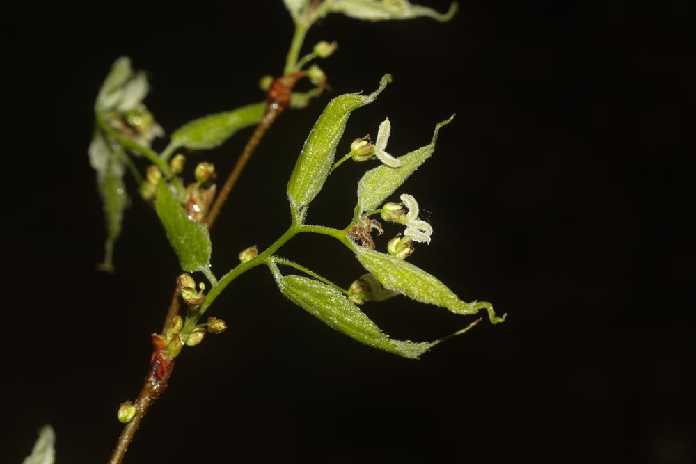 Micocoulier de provence, Falabreguier Celtis australis L., 1753