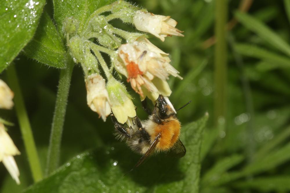 Bourdon des champs Bombus pascuorum (Scopoli, 1763)
