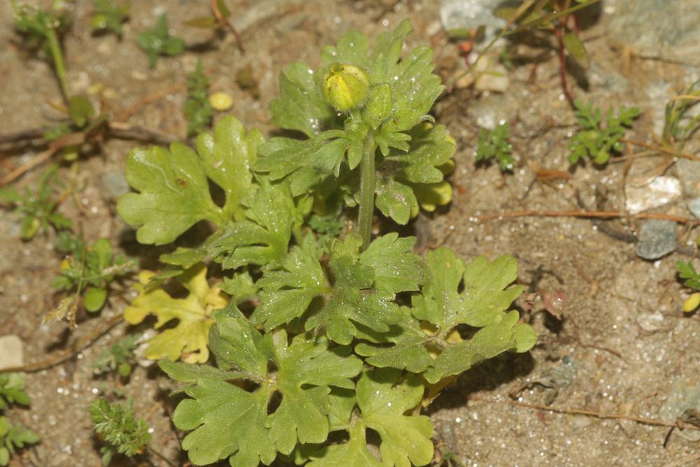Renoncule de Montpellier Ranunculus monspeliacus L., 1753