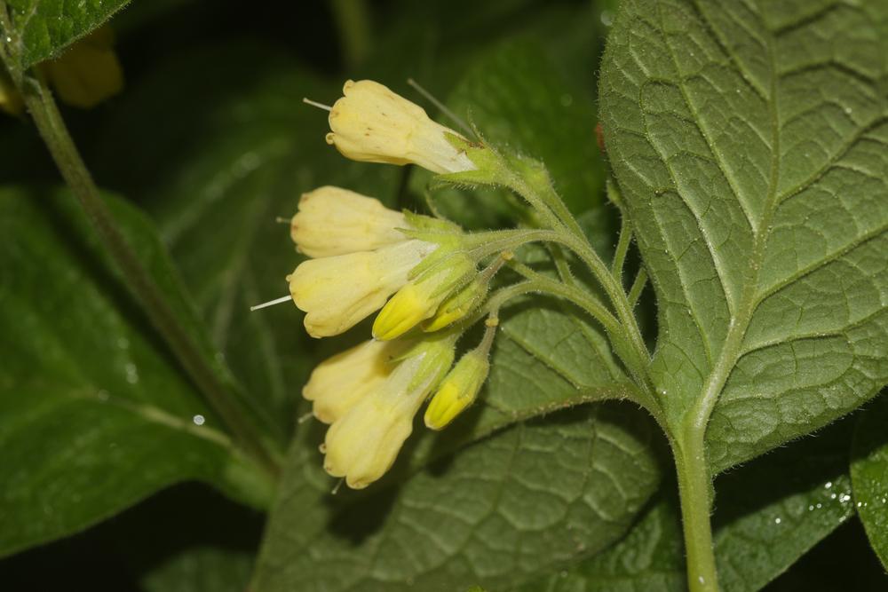 Consoude à tubercules Symphytum tuberosum L., 1753