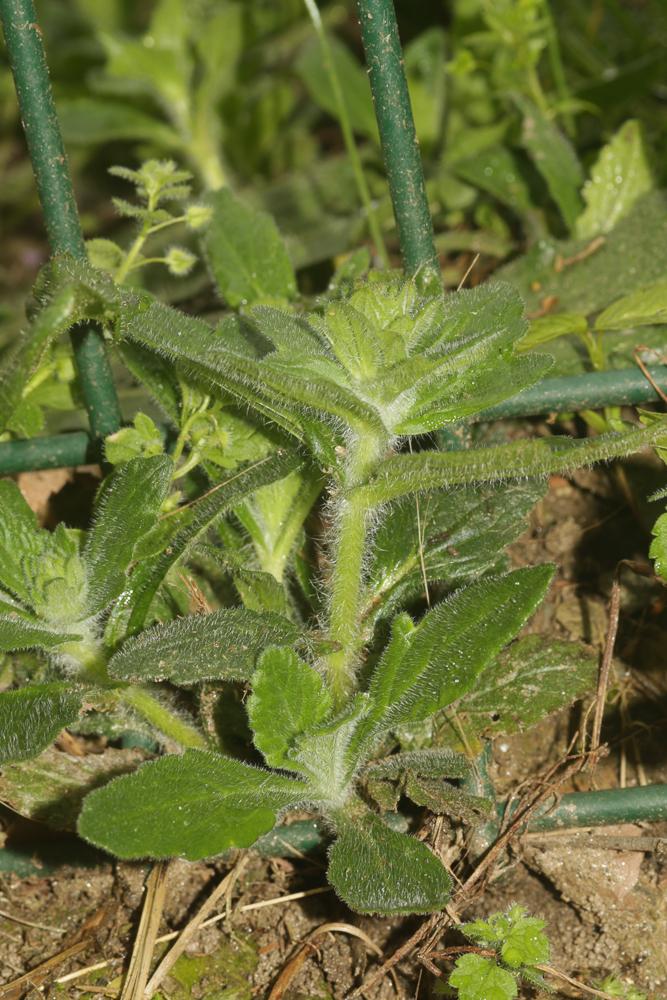 Bugle de Genève Ajuga genevensis L., 1753