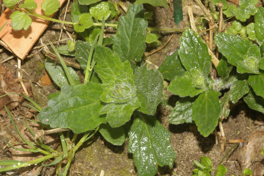 Bugle de Genève Ajuga genevensis L., 1753