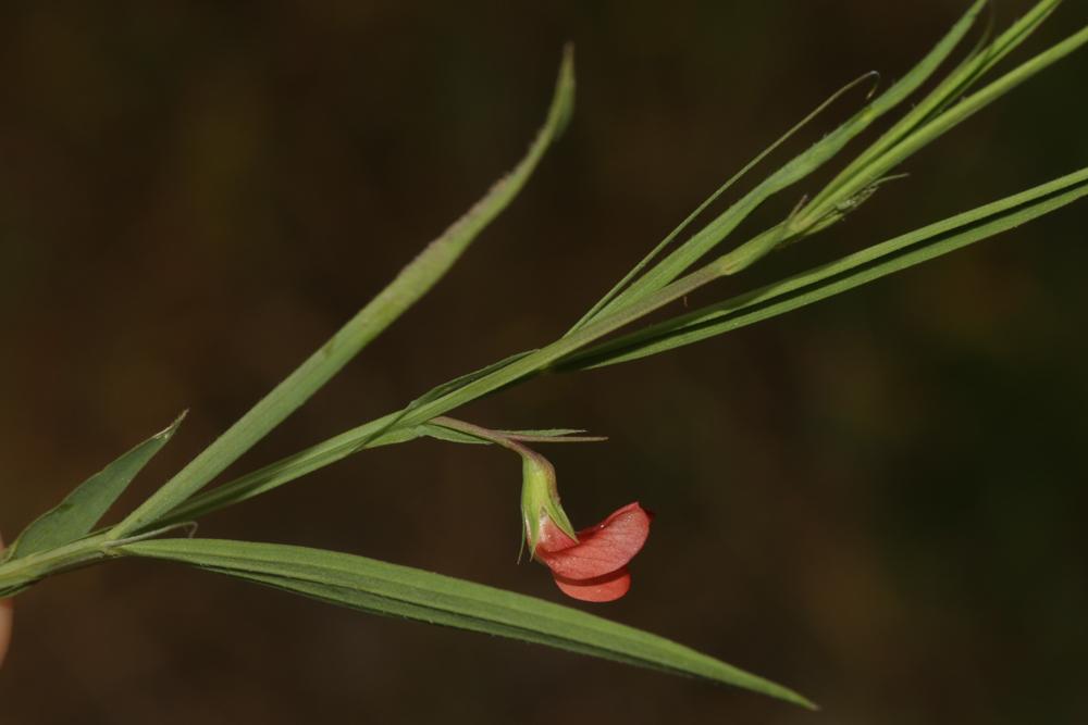 Gesse à fruits ronds, Gesse à graines rondes Lathyrus sphaericus Retz., 1783
