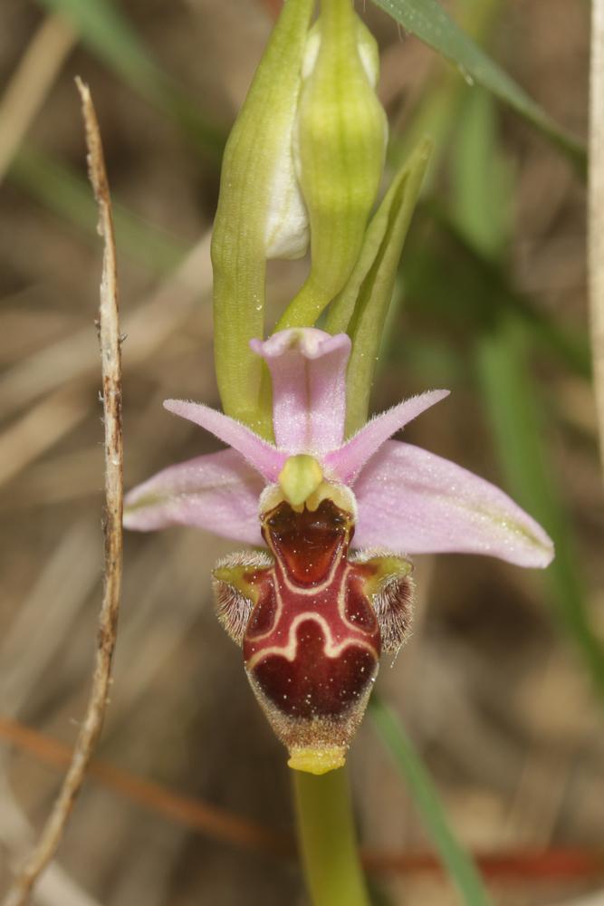 Ophrys bécasse Ophrys scolopax Cav., 1793