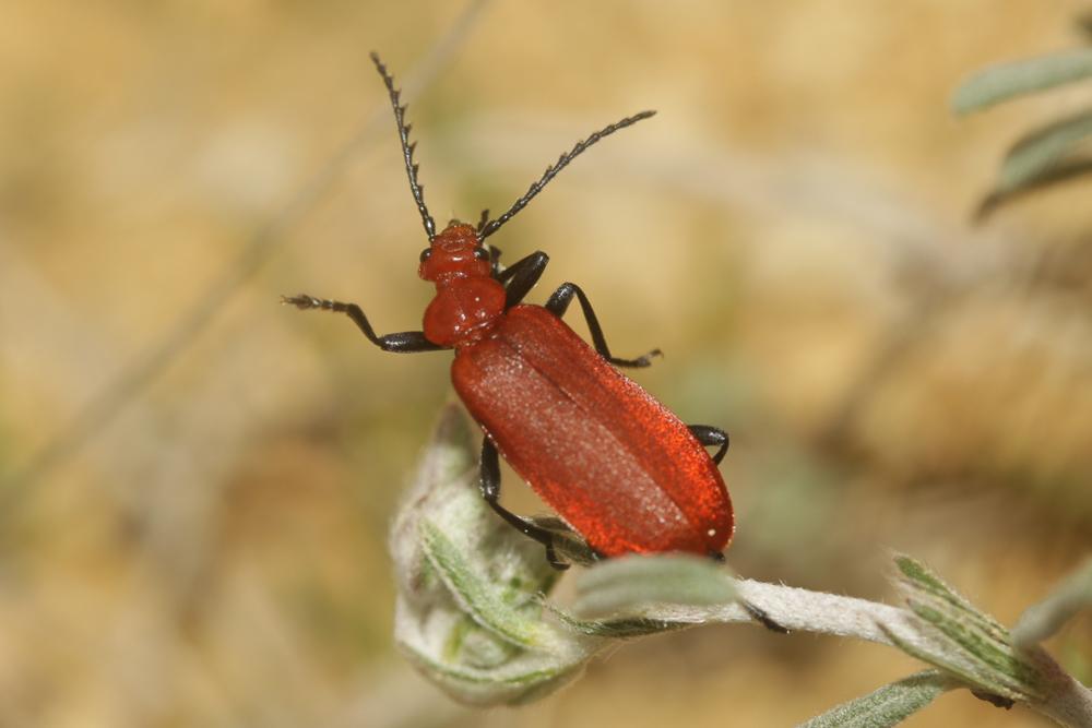 Cardinal à tête rouge Pyrochroa serraticornis (Scopoli, 1763)