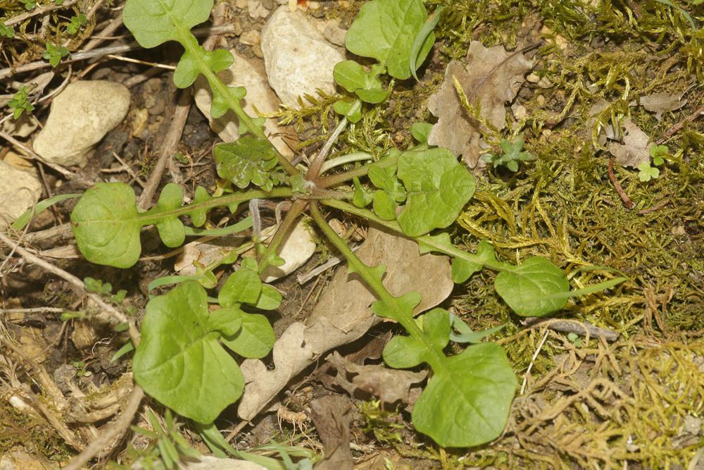 Rhagadiole comestible Rhagadiolus edulis Gaertn., 1791