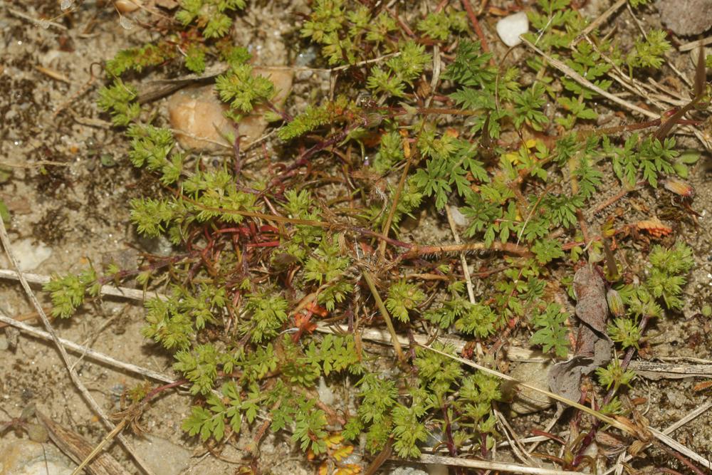 Gnavelle annuelle Scleranthus annuus L., 1753