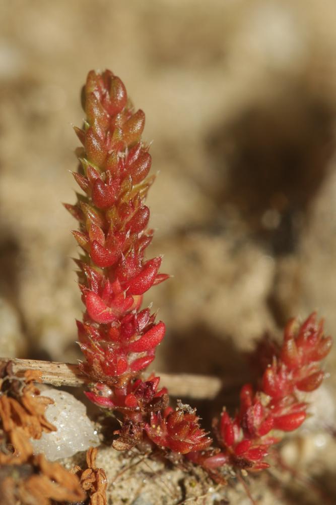 Crassule mousse, Mousse fleurie Crassula tillaea Lest.-Garl., 1903