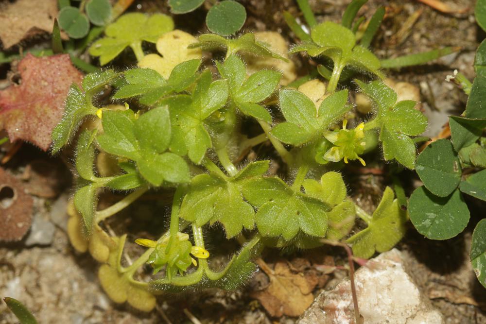 Renoncule à petites fleurs Ranunculus parviflorus L., 1758