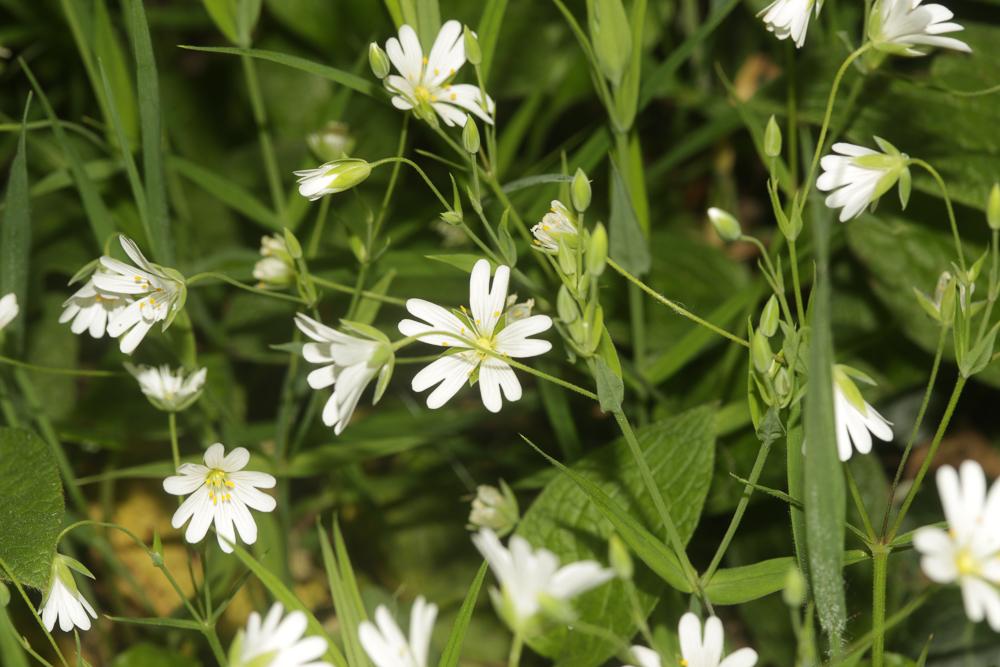 Stellaire holostée Stellaria holostea L., 1753
