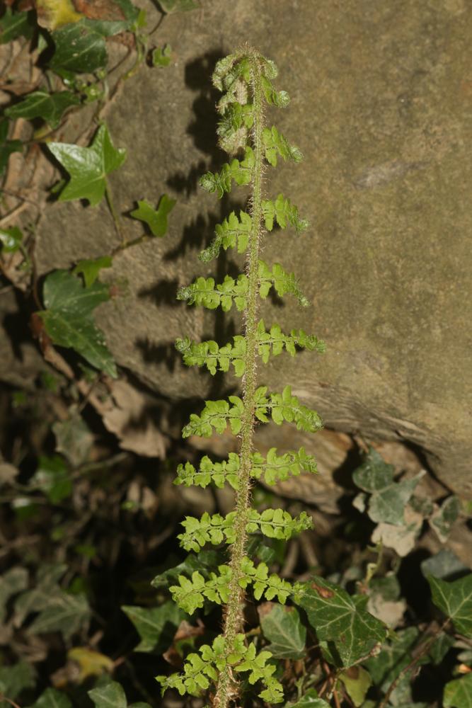 Polystic à frondes soyeuses, Fougère des fleuriste Polystichum setiferum (Forssk.) T.Moore ex Woyn., 1913